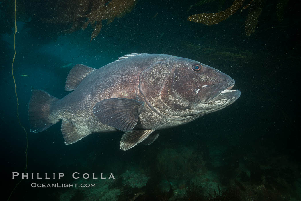 Giant black sea bass, endangered species, reaching up to 8' in length and 500 lbs, amid giant kelp forest. Catalina Island, California, USA, Stereolepis gigas, natural history stock photograph, photo id 33425