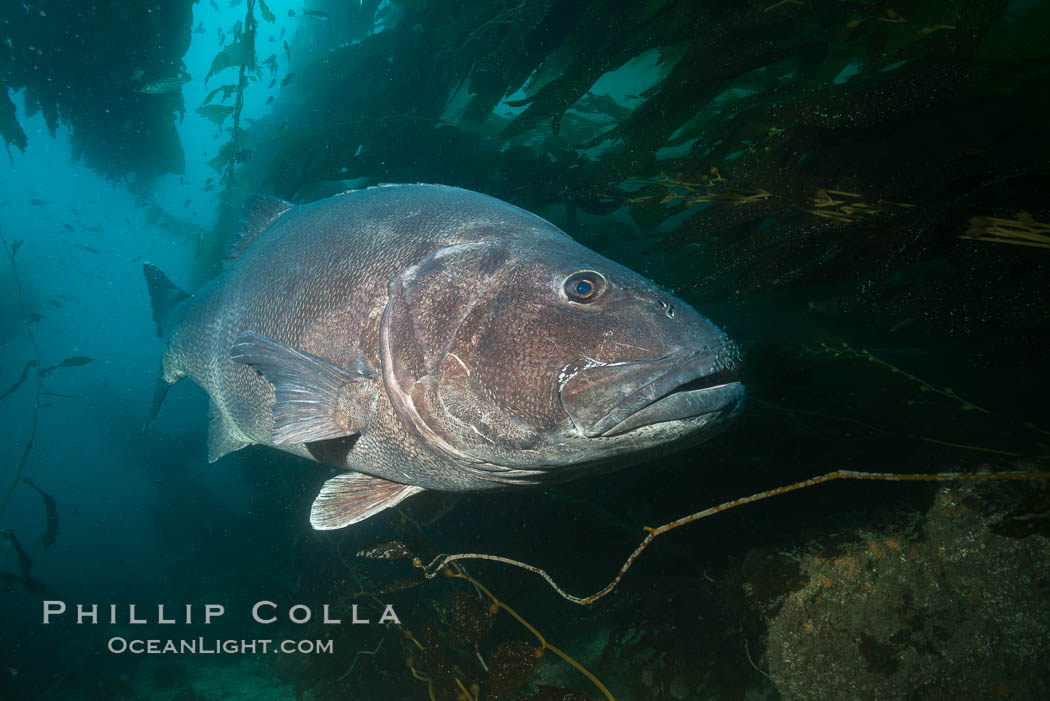 Giant black sea bass, endangered species, reaching up to 8' in length and 500 lbs, amid giant kelp forest. Catalina Island, California, USA, Stereolepis gigas, natural history stock photograph, photo id 33429