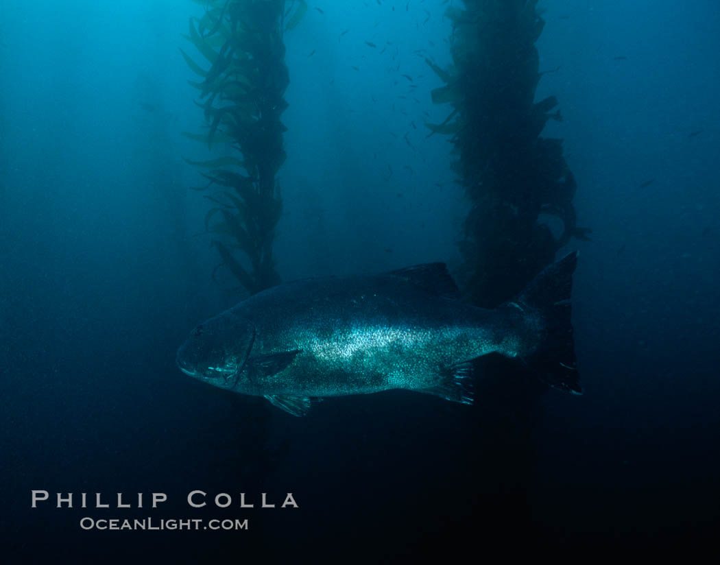 Giant black seabass in kelp forest. San Clemente Island, California, USA, Macrocystis pyrifera, Stereolepis gigas, natural history stock photograph, photo id 06266