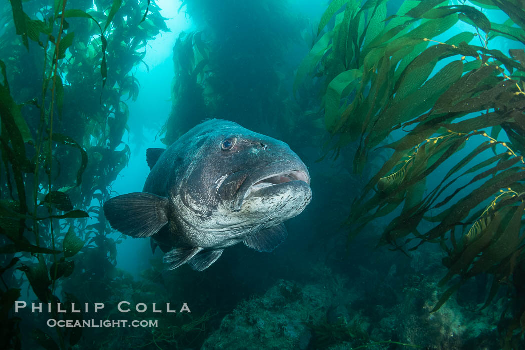 Giant black sea bass in the kelp forest at Catalina Island. California, USA, Stereolepis gigas, natural history stock photograph, photo id 39456
