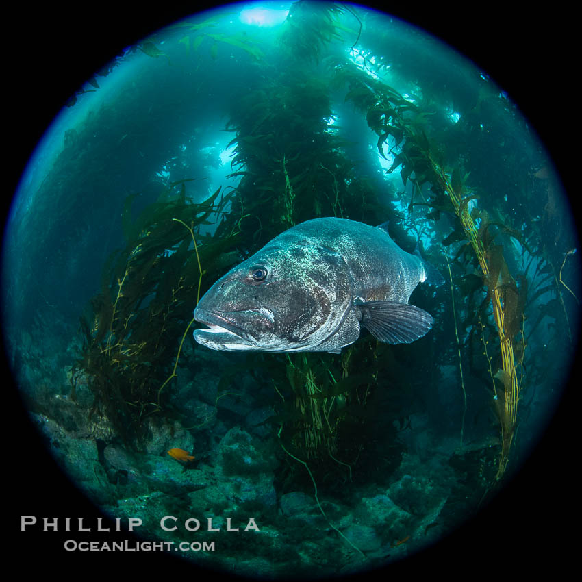 Giant black sea bass in the kelp forest at Catalina Island. California, USA, Stereolepis gigas, natural history stock photograph, photo id 39453