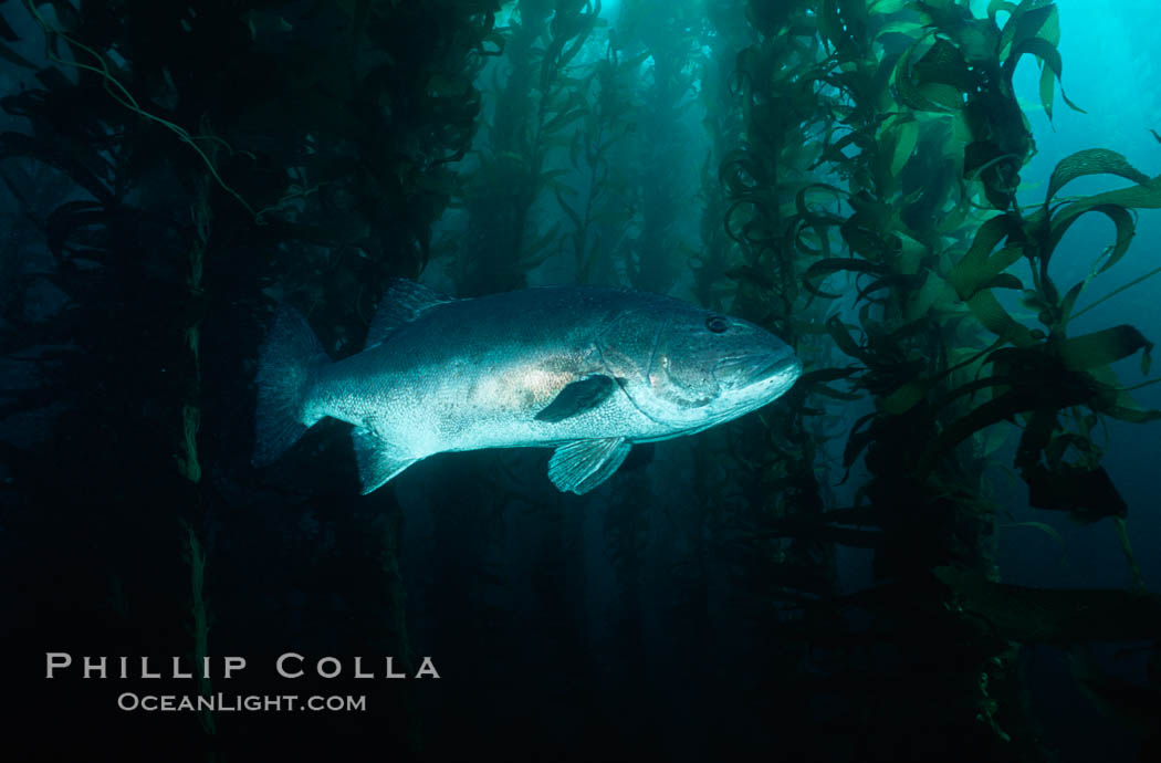 Giant black seabass in kelp forest. San Clemente Island, California, USA, Macrocystis pyrifera, Stereolepis gigas, natural history stock photograph, photo id 06264