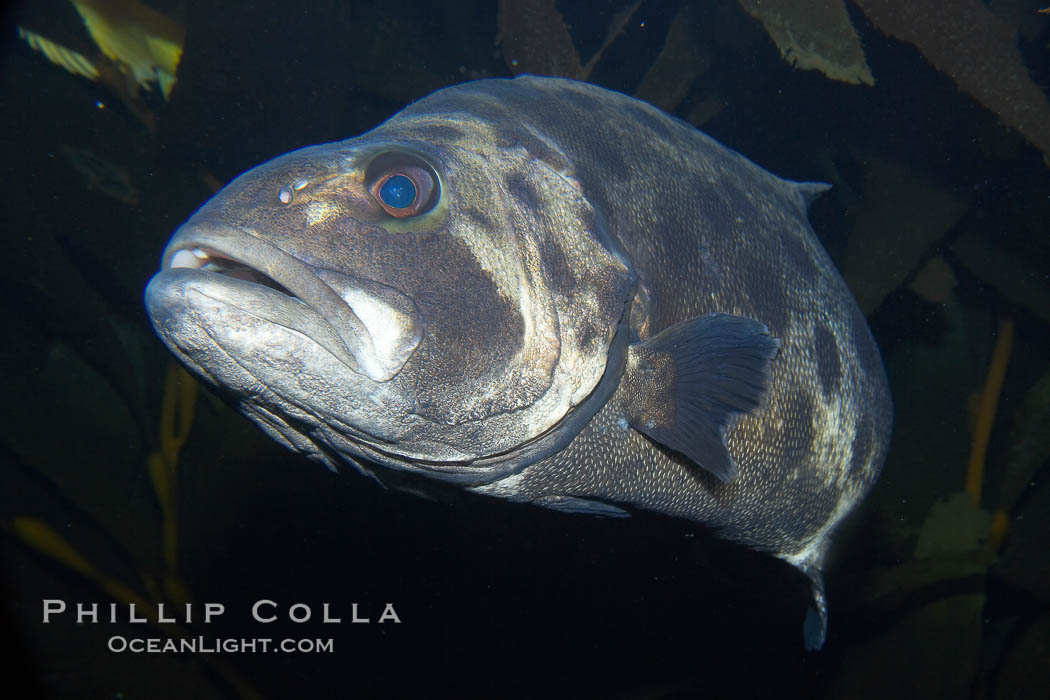 Black seabass (giant black sea bass), juvenile., Stereolepis gigas, natural history stock photograph, photo id 14000