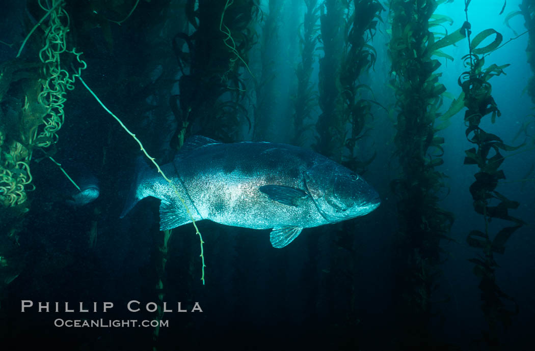 Giant black seabass in kelp forest. San Clemente Island, California, USA, Macrocystis pyrifera, Stereolepis gigas, natural history stock photograph, photo id 06265
