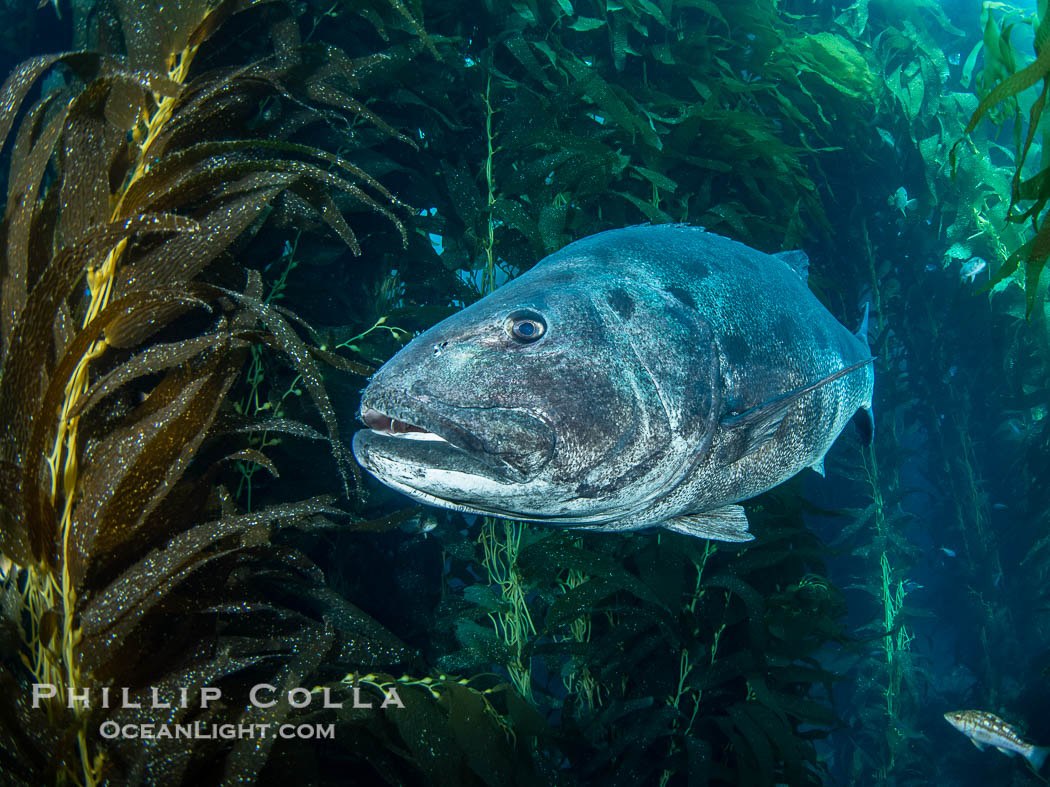 Giant Black Sea Bass with Distinctive Identifying Black Spots that allow researchers to carry out sight/resight studies on the animals distributions and growth.  Black sea bass can reach 500 pounds and 8 feet in length. Catalina Island, California, USA, Stereolepis gigas, natural history stock photograph, photo id 39443