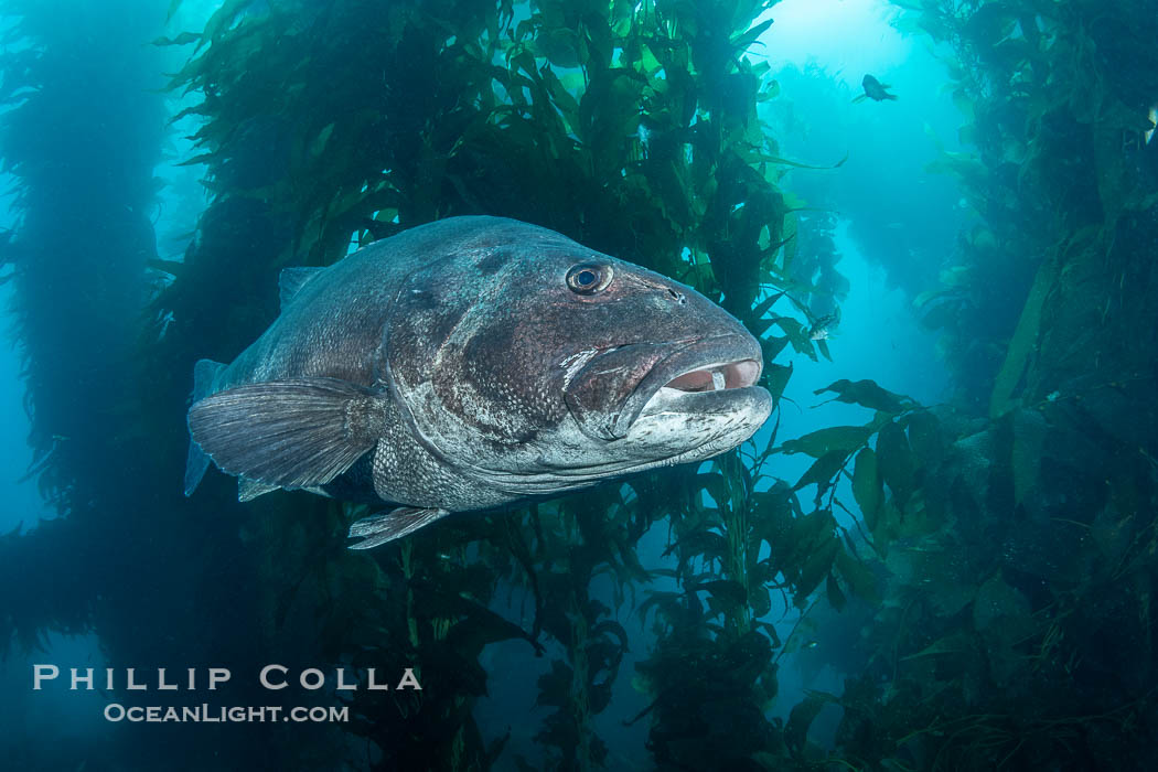 Giant Black Sea Bass with Distinctive Identifying Black Spots that allow researchers to carry out sight/resight studies on the animals distributions and growth.  Black sea bass can reach 500 pounds and 8 feet in length. Catalina Island, California, USA, Stereolepis gigas, natural history stock photograph, photo id 39437