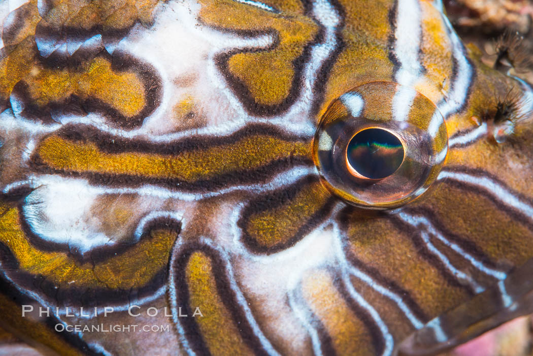 Giant Hawkfish, Eye Detail, Cirrhitus rivulatus, Sea of Cortez. Isla Espiritu Santo, Baja California, Mexico, natural history stock photograph, photo id 33809