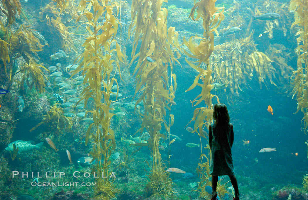 A child admires the fascinating kelp forest tank at the Birch Aquarium at Scripps Institution of Oceanography, San Diego, California., Macrocystis pyrifera, natural history stock photograph, photo id 10307