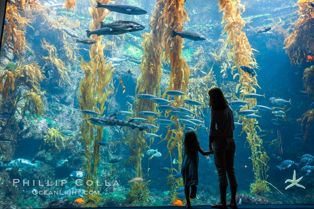 A parent and child admire the fascinating kelp forest tank at the Birch Aquarium at Scripps Institution of Oceanography, San Diego, California., Macrocystis pyrifera, natural history stock photograph, photo id 10311