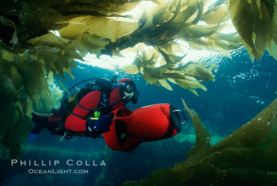 Diver in kelp. San Clemente Island, California, USA, Macrocystis pyrifera, natural history stock photograph, photo id 00274