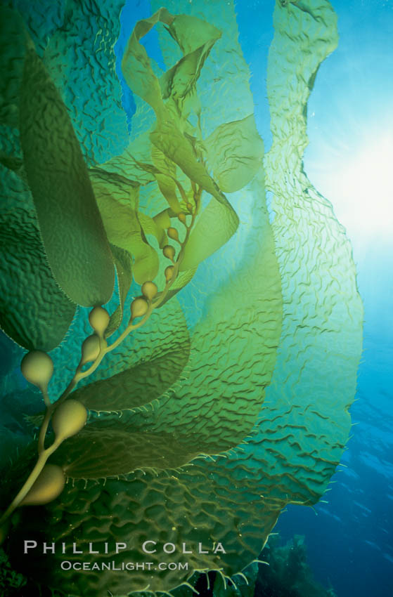 Kelp frond showing pneumatocysts, Macrocystis pyrifera, San Clemente Island