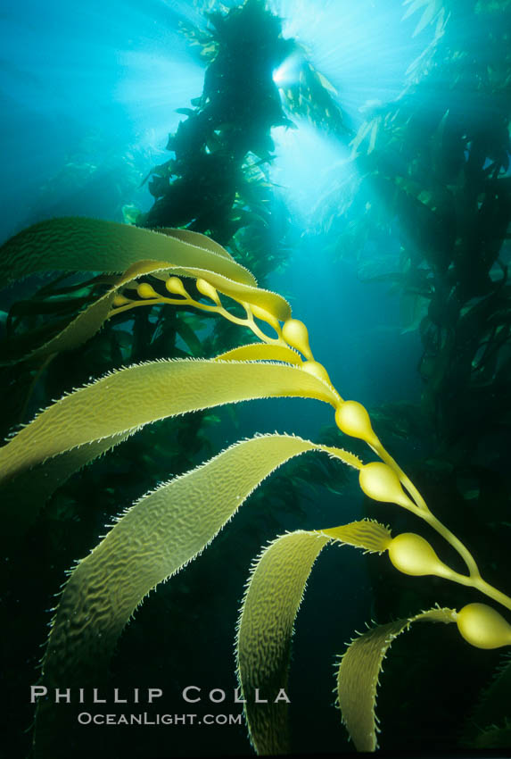 Kelp frond showing pneumatocysts. San Clemente Island, California, USA, Macrocystis pyrifera, natural history stock photograph, photo id 00617
