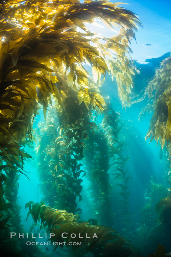 Sunlight streams through giant kelp forest. Giant kelp, the fastest growing plant on Earth, reaches from the rocky reef to the ocean's surface like a submarine forest. Catalina Island, California, USA, Macrocystis pyrifera, natural history stock photograph, photo id 33434