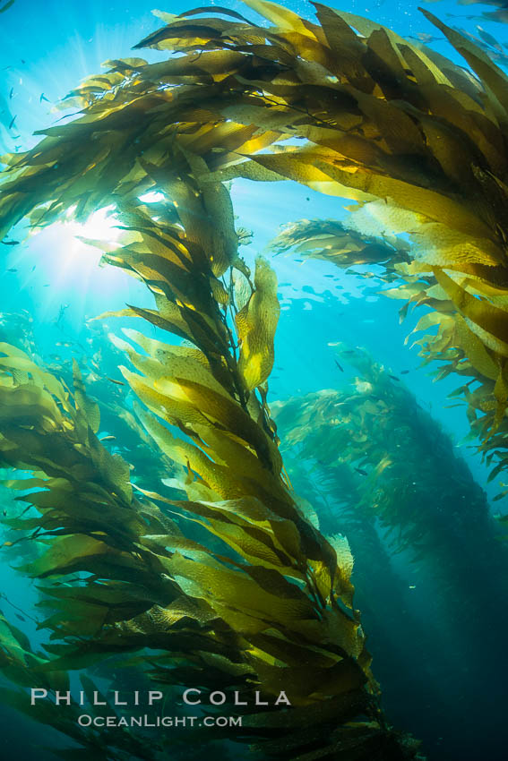 Sunlight streams through giant kelp forest. Giant kelp, the fastest growing plant on Earth, reaches from the rocky reef to the ocean's surface like a submarine forest. Catalina Island, California, USA, Macrocystis pyrifera, natural history stock photograph, photo id 33438