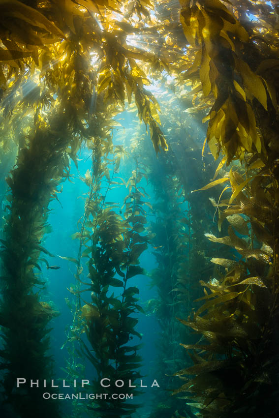 Sunlight streams through giant kelp forest. Giant kelp, the fastest growing plant on Earth, reaches from the rocky reef to the ocean's surface like a submarine forest. Catalina Island, California, USA, Macrocystis pyrifera, natural history stock photograph, photo id 33446