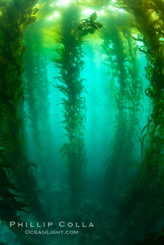 Sunlight glows throughout a giant kelp forest. Giant kelp, the fastest growing plant on Earth, reaches from the rocky reef to the ocean's surface like a submarine forest. San Clemente Island, California, USA, Macrocystis pyrifera, natural history stock photograph, photo id 37126