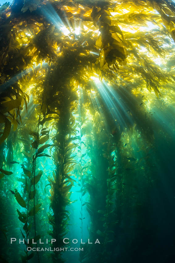 Sunlight streams through giant kelp forest. Giant kelp, the fastest growing plant on Earth, reaches from the rocky reef to the ocean's surface like a submarine forest, Macrocystis pyrifera, Catalina Island