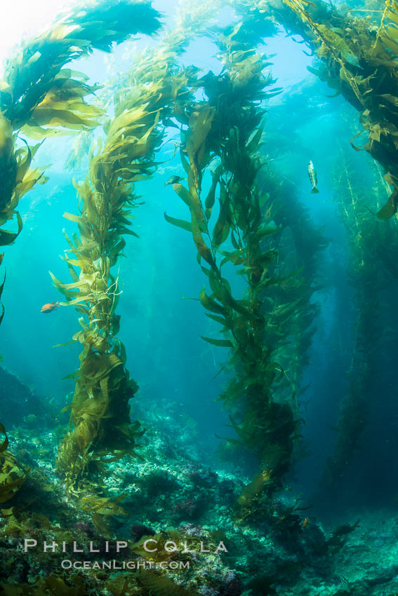 Sunlight streams through giant kelp forest. Giant kelp, the fastest growing plant on Earth, reaches from the rocky reef to the ocean's surface like a submarine forest. Catalina Island, California, USA, Macrocystis pyrifera, natural history stock photograph, photo id 33448