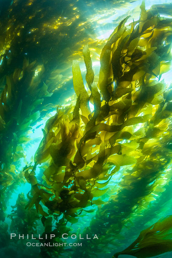 Sunlight glows throughout a giant kelp forest. Giant kelp, the fastest growing plant on Earth, reaches from the rocky reef to the ocean's surface like a submarine forest. San Clemente Island, California, USA, Macrocystis pyrifera, natural history stock photograph, photo id 37092