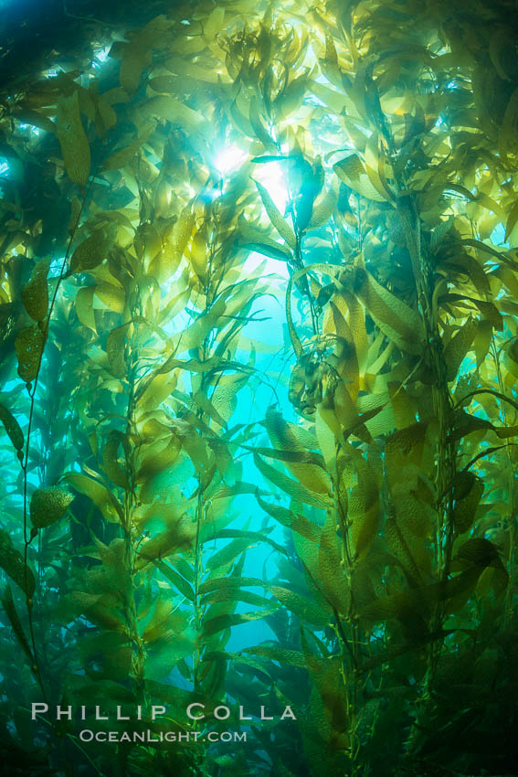 Sunlight streams through giant kelp forest. Giant kelp, the fastest growing plant on Earth, reaches from the rocky reef to the ocean's surface like a submarine forest. Catalina Island, California, USA, Macrocystis pyrifera, natural history stock photograph, photo id 33435