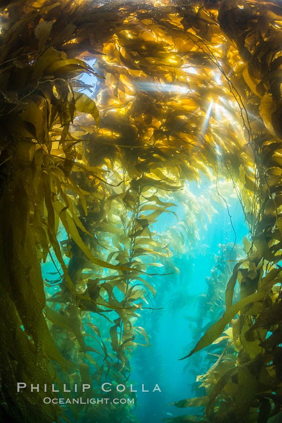 Sunlight streams through giant kelp forest. Giant kelp, the fastest growing plant on Earth, reaches from the rocky reef to the ocean's surface like a submarine forest. Catalina Island, California, USA, Macrocystis pyrifera, natural history stock photograph, photo id 33443