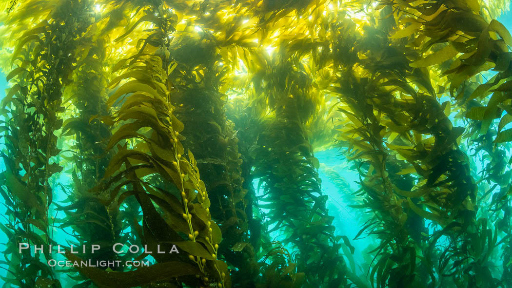 Sunlight glows throughout a giant kelp forest. Giant kelp, the fastest growing plant on Earth, reaches from the rocky reef to the ocean's surface like a submarine forest. San Clemente Island, California, USA, Macrocystis pyrifera, natural history stock photograph, photo id 37087