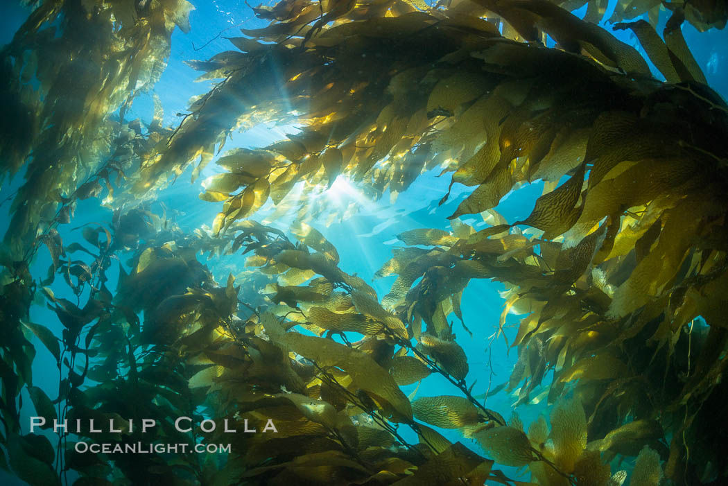 Sunlight streams through giant kelp forest. Giant kelp, the fastest growing plant on Earth, reaches from the rocky reef to the ocean's surface like a submarine forest. Catalina Island, California, USA, Macrocystis pyrifera, natural history stock photograph, photo id 33437