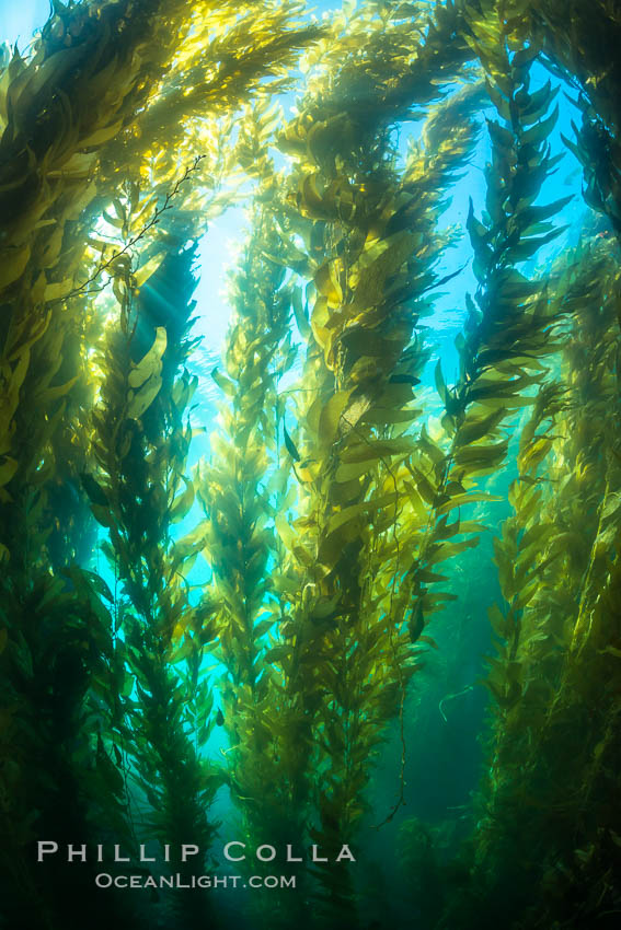 Sunlight streams through giant kelp forest. Giant kelp, the fastest growing plant on Earth, reaches from the rocky reef to the ocean's surface like a submarine forest. Catalina Island, California, USA, Macrocystis pyrifera, natural history stock photograph, photo id 33441