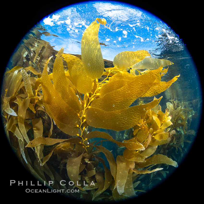 Giant Kelp Forest, West End Catalina Island. California, USA, Macrocystis pyrifera, natural history stock photograph, photo id 37280