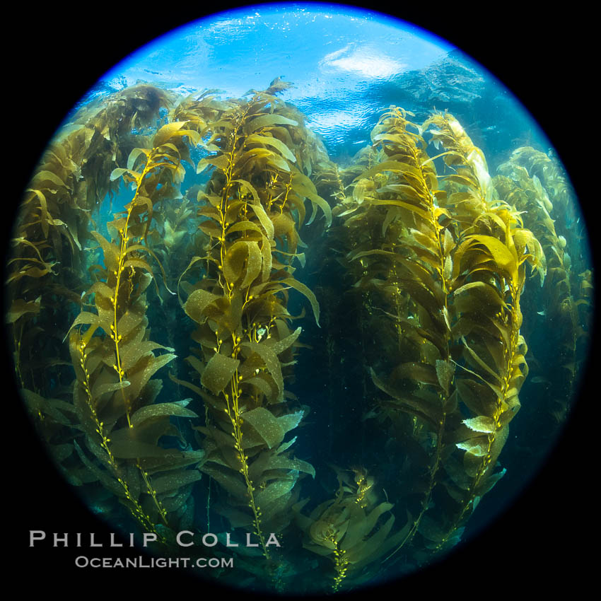 Giant Kelp Forest, West End Catalina Island, rendered in the round by a circular fisheye lens. California, USA, Macrocystis pyrifera, natural history stock photograph, photo id 37279