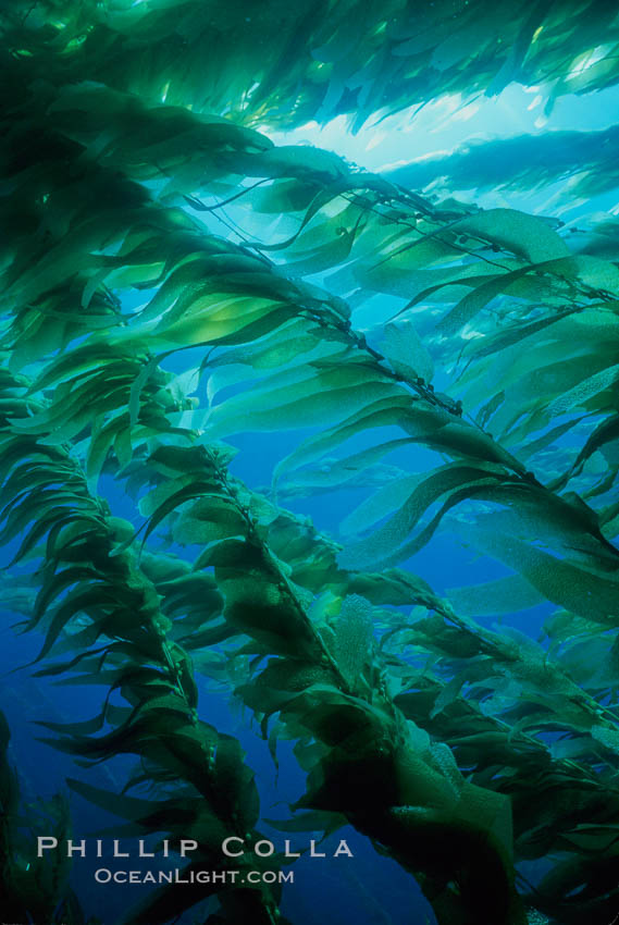 Kelp plants with fronds extended in current. San Clemente Island, California, USA, Macrocystis pyrifera, natural history stock photograph, photo id 01050