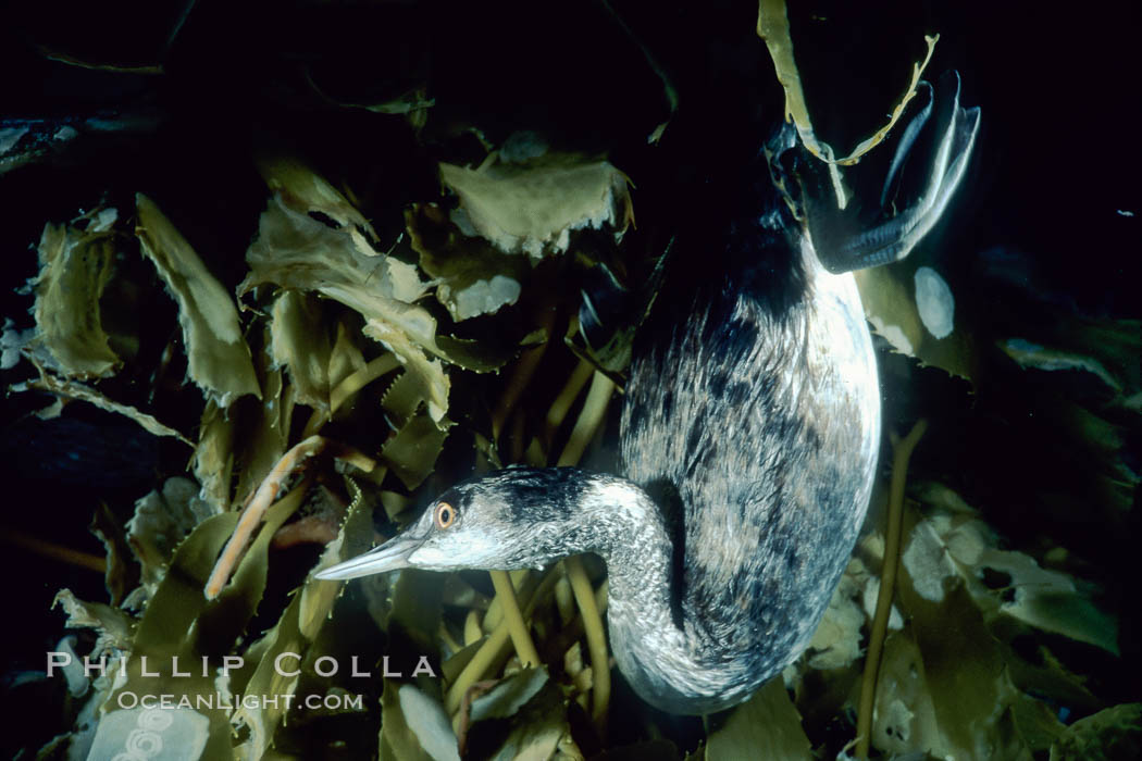 Grebe (unidentified) feeding underwater on holdfast of offshore drift kelp. San Diego, California, USA, Macrocystis pyrifera, natural history stock photograph, photo id 01254