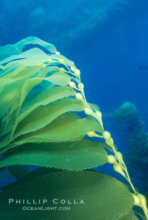 Kelp frond. Santa Barbara Island, California, USA, Macrocystis pyrifera, natural history stock photograph, photo id 02442