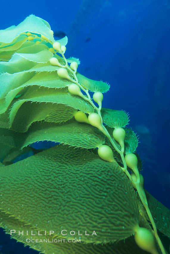 Kelp stipe and blades. Santa Barbara Island, California, USA, Macrocystis pyrifera, natural history stock photograph, photo id 02498