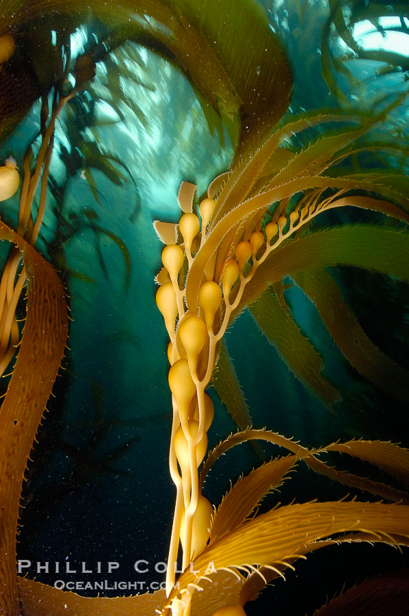 Kelp fronds showing pneumatocysts, bouyant gas-filled bubble-like structures which float the kelp plant off the ocean bottom toward the surface, where it will spread to form a roof-like canopy.  Santa Barbara Island., Macrocystis pyrifera, natural history stock photograph, photo id 10226