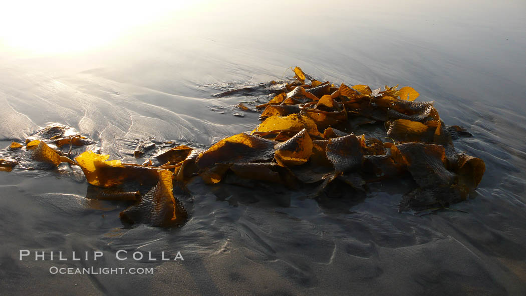 Kelp washes ashore in clumps on the rising tide. Carlsbad, California, USA, Macrocystis pyrifera, natural history stock photograph, photo id 19814
