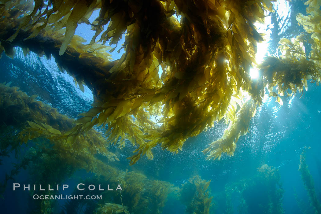 Kelp forest canopy, sunlight filters through giant kelp as it grows up from the sea floor and spread out on the ocean surface, underwater. Catalina Island, California, USA, Macrocystis pyrifera, natural history stock photograph, photo id 23502