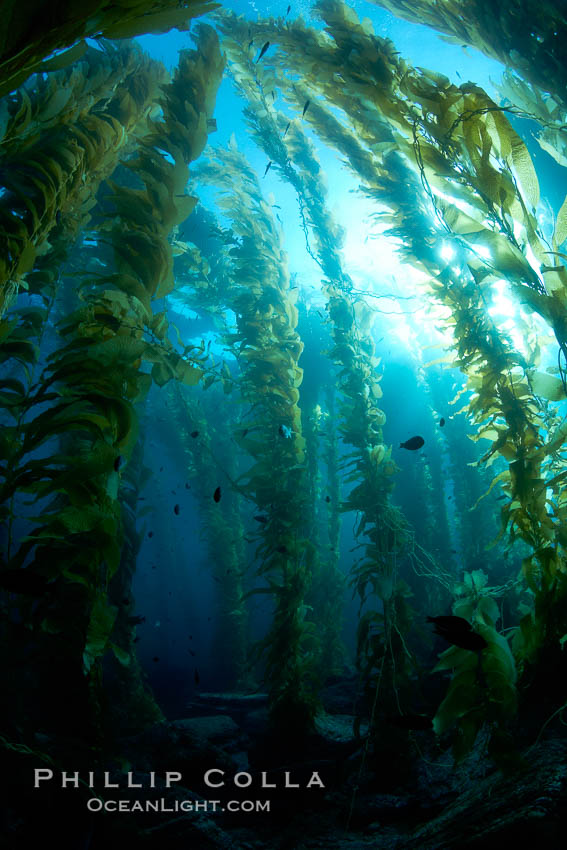 Kelp forest, sunlight filters through towering stands of giant kelp, underwater. Catalina Island, California, USA, Macrocystis pyrifera, natural history stock photograph, photo id 23530