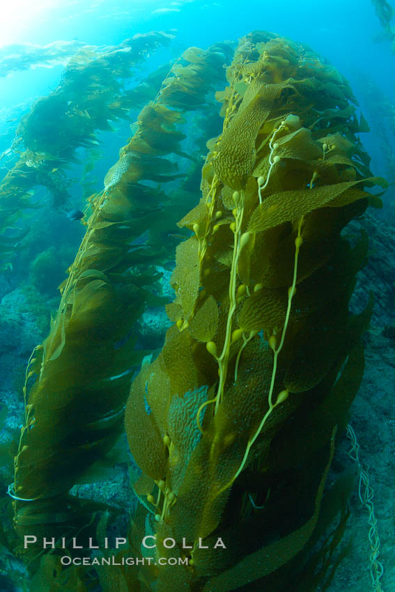 Kelp forest is swept back by ocean currents, underwater. Catalina Island, California, USA, Macrocystis pyrifera, natural history stock photograph, photo id 23574