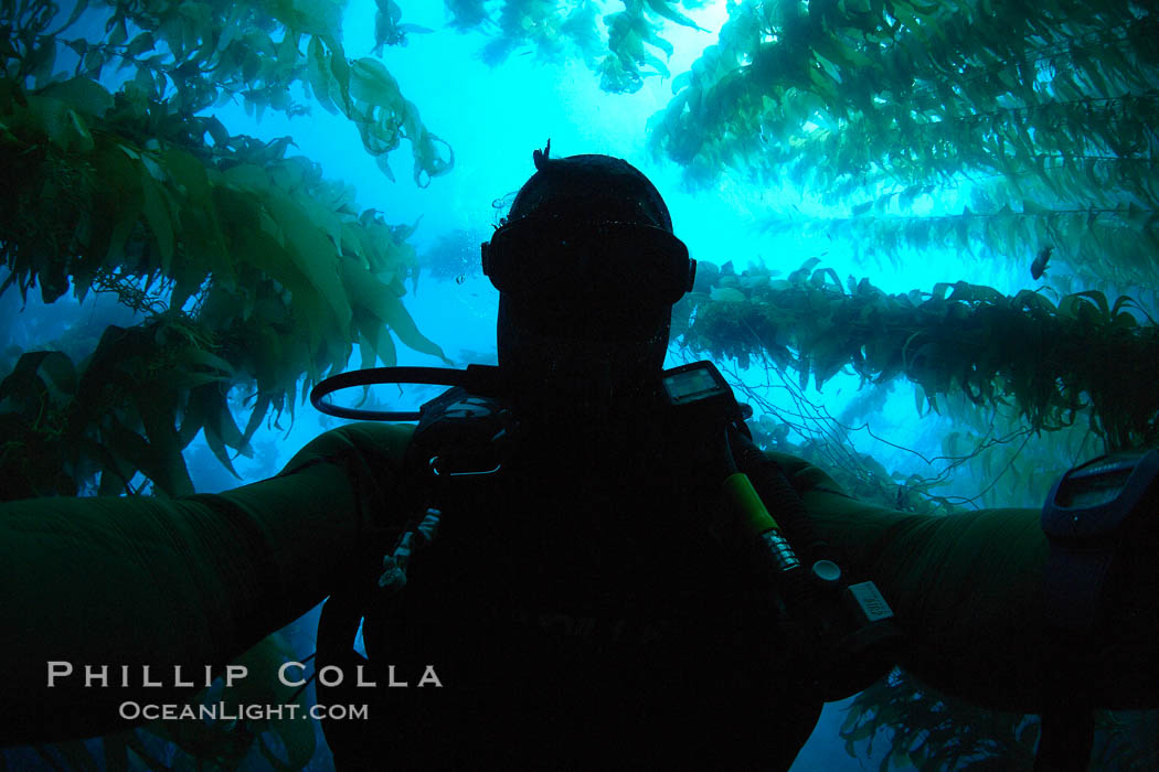 Self portrait, underwater swimming through kelp forest. Catalina Island, California, USA, Macrocystis pyrifera, natural history stock photograph, photo id 23492