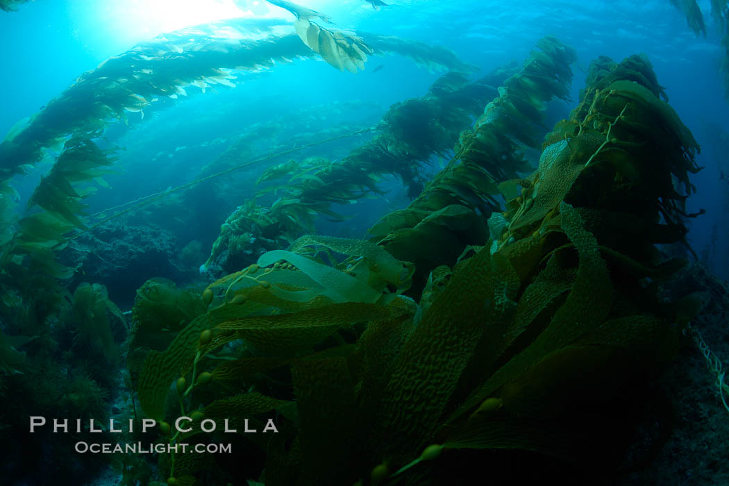 Kelp forest is swept back by ocean currents, underwater. Catalina Island, California, USA, Macrocystis pyrifera, natural history stock photograph, photo id 23512
