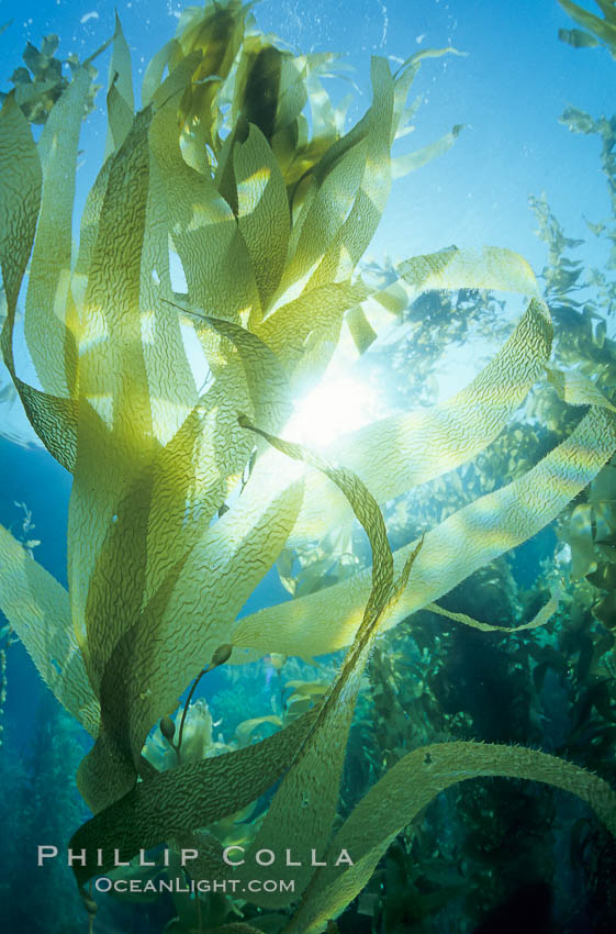 Kelp fronds. San Clemente Island, California, USA, Macrocystis pyrifera, natural history stock photograph, photo id 01498