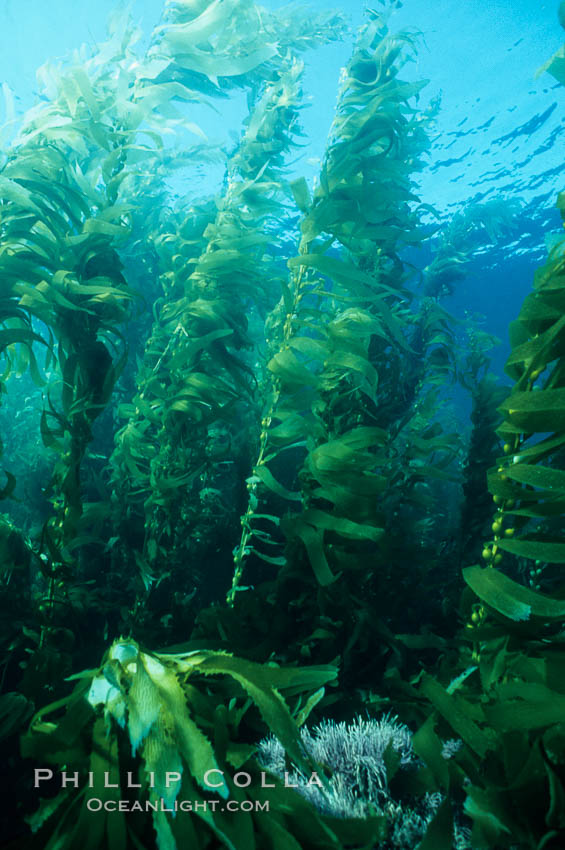 Kelp canopy. San Clemente Island, California, USA, Macrocystis pyrifera, natural history stock photograph, photo id 02118