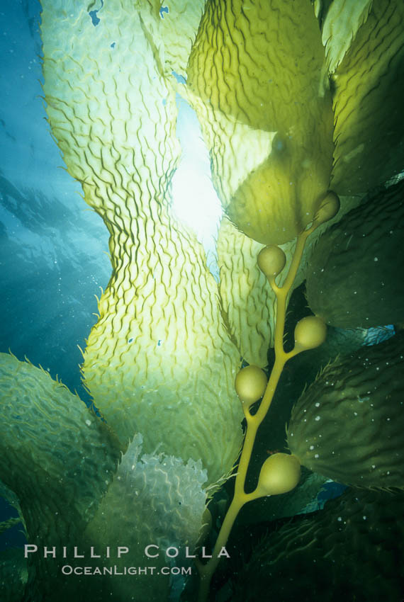 Kelp detail. San Clemente Island, California, USA, Macrocystis pyrifera, natural history stock photograph, photo id 02128