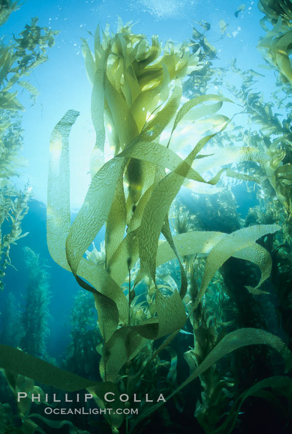 Kelp fronds. San Clemente Island, California, USA, Macrocystis pyrifera, natural history stock photograph, photo id 01273