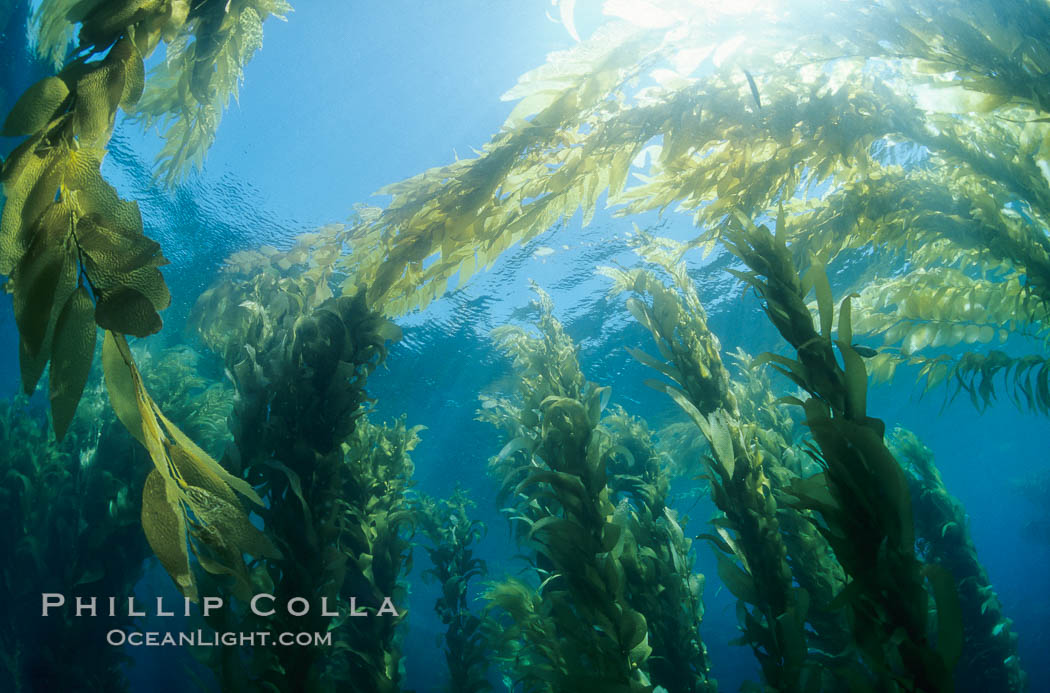 Kelp forest canopy. San Clemente Island, California, USA, Macrocystis pyrifera, natural history stock photograph, photo id 02121