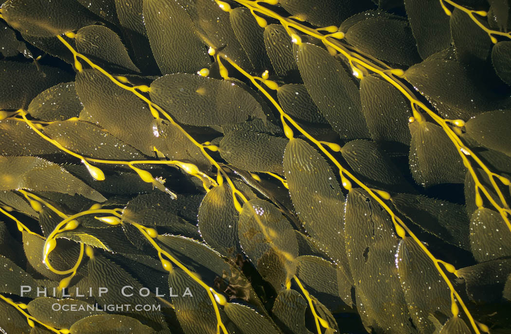 Kelp spread over ocean surface to form a canopy. San Clemente Island, California, USA, Macrocystis pyrifera, natural history stock photograph, photo id 02129