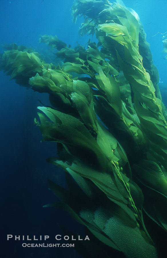 Kelp forest San Clemente Island., Macrocystis pyrifera, natural history stock photograph, photo id 03786
