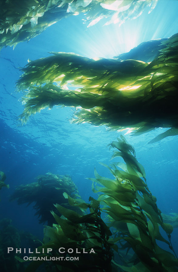 Kelp forest San Clemente Island., Macrocystis pyrifera, natural history stock photograph, photo id 03790