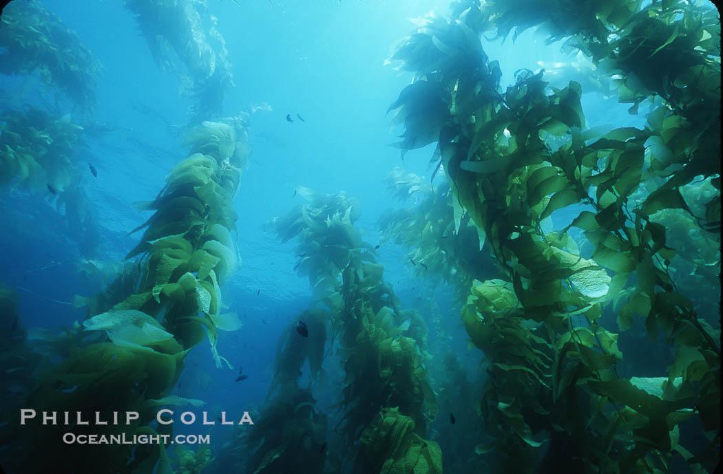 Kelp forest., Macrocystis pyrifera, natural history stock photograph, photo id 04658